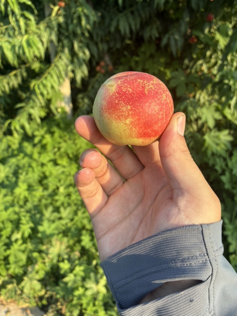 珍珠枣油桃