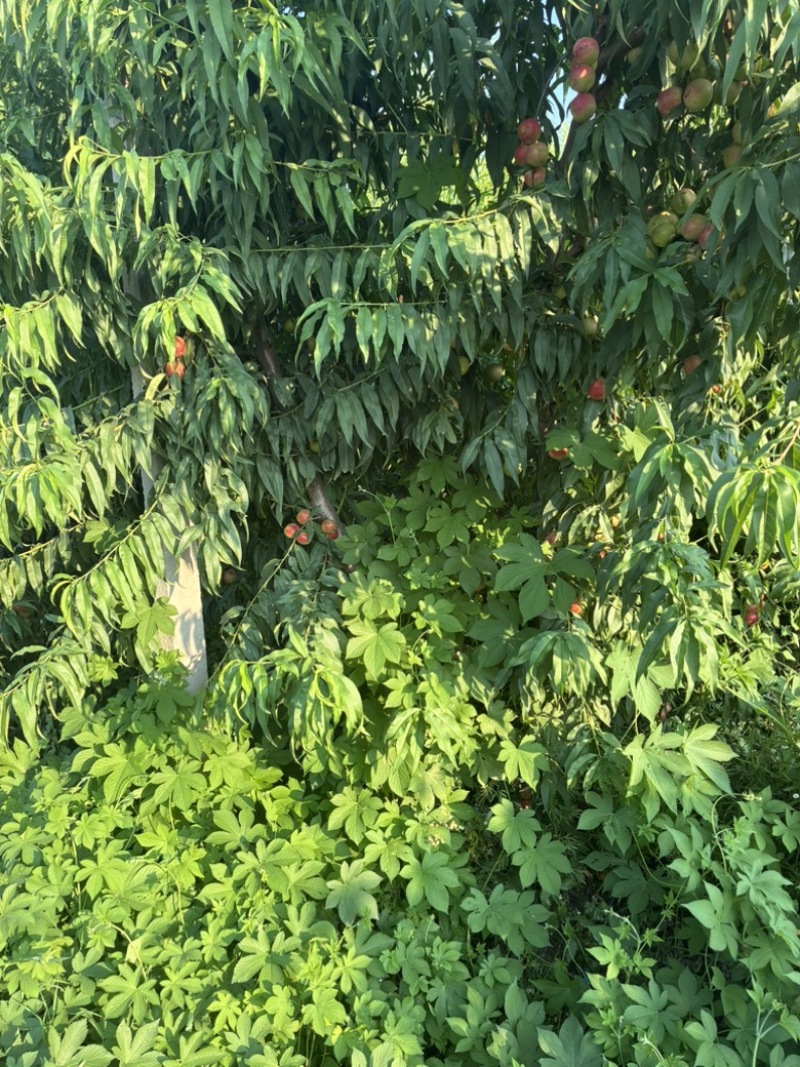 珍珠枣油桃
