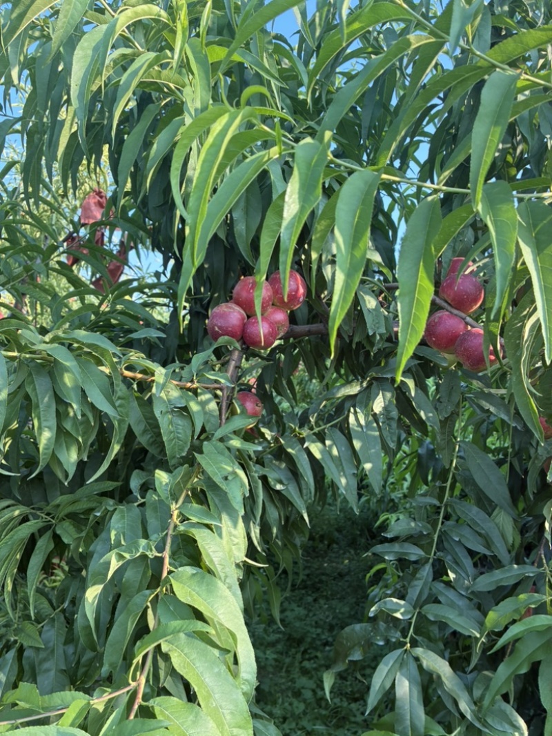 珍珠枣油桃
