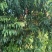 珍珠枣油桃