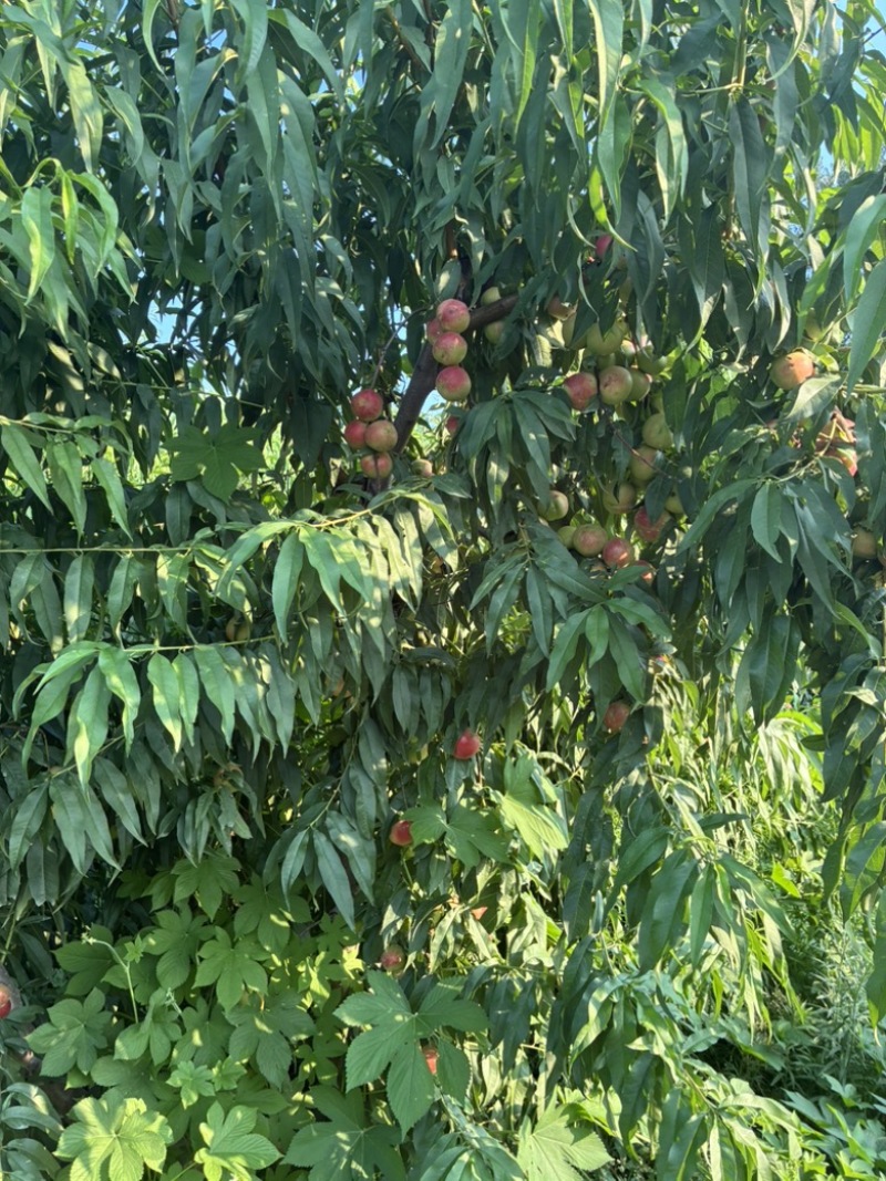 珍珠枣油桃