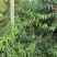 珍珠枣油桃