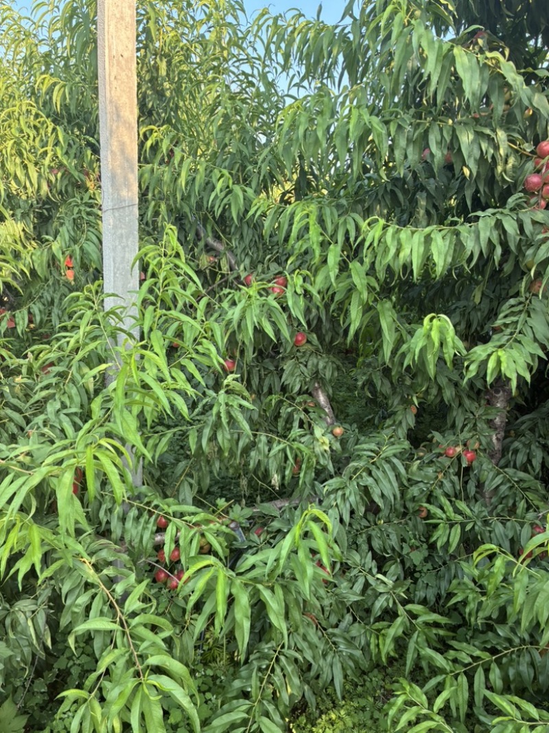 珍珠枣油桃