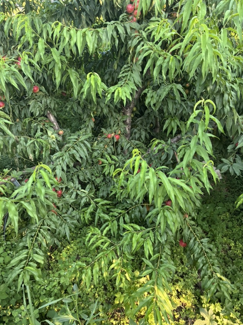 珍珠枣油桃