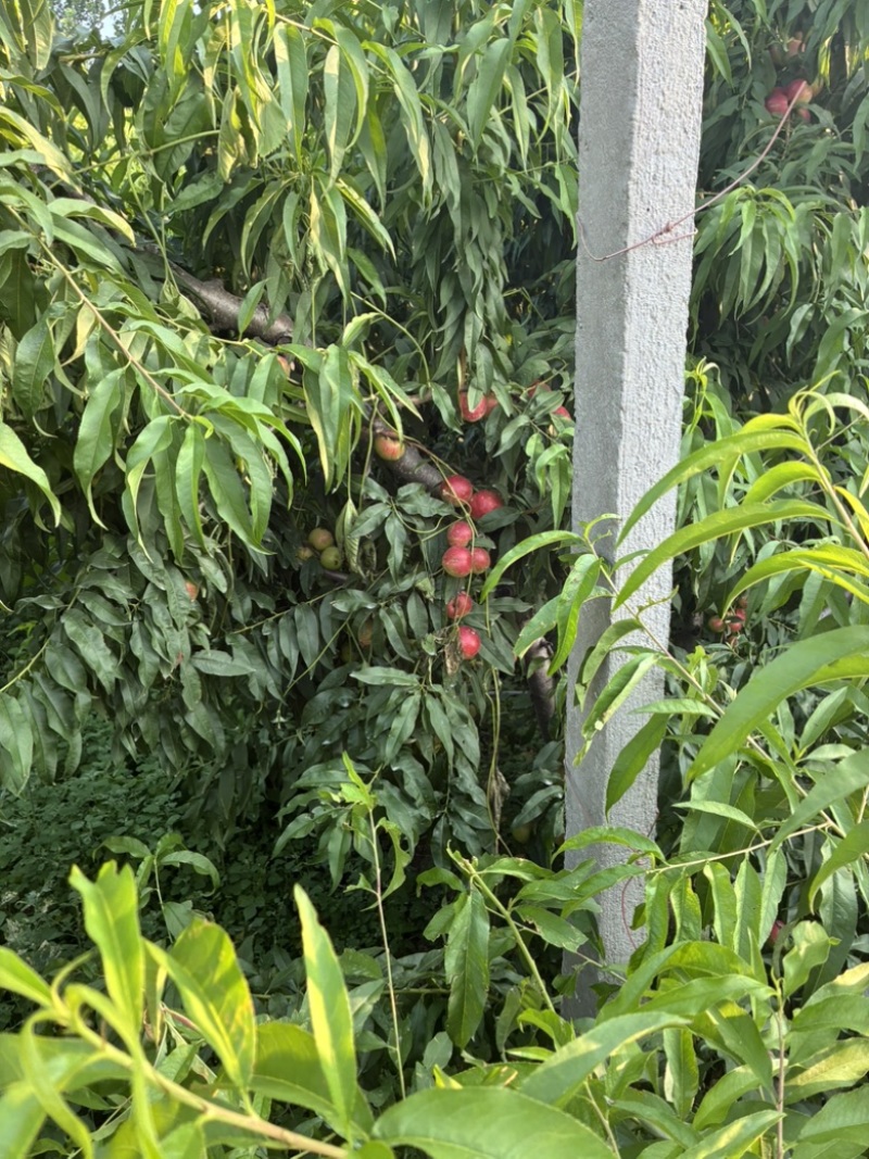 珍珠枣油桃