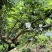 贵州关岭板贵花椒