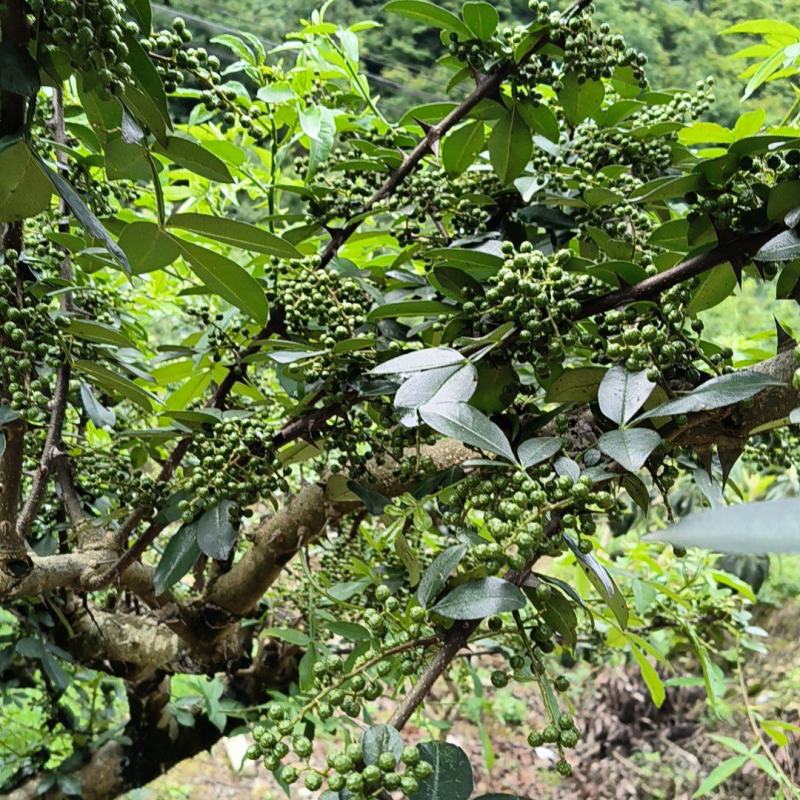 贵州关岭板贵花椒