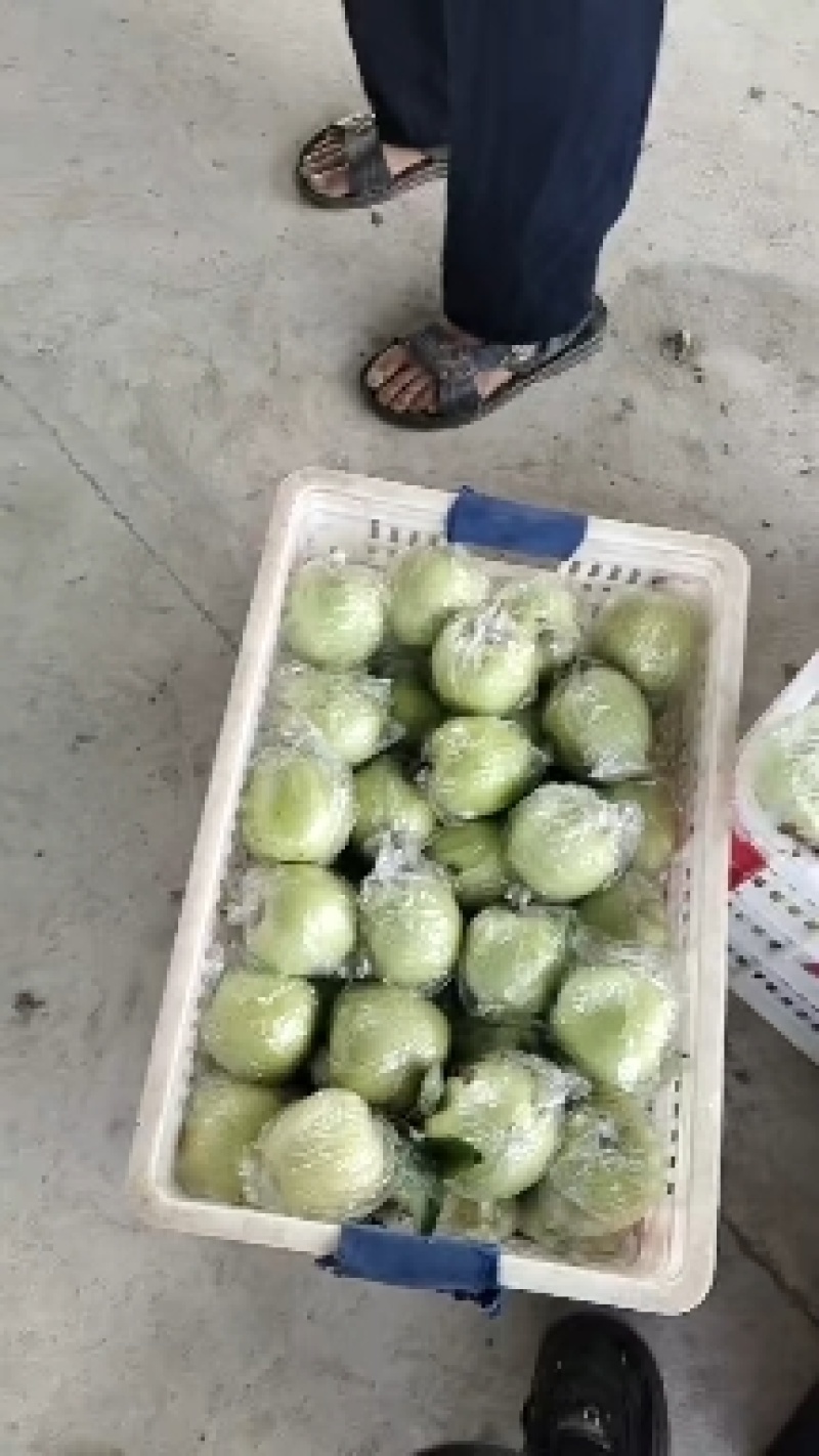 明月苹果60mm以上光果基地一手货源