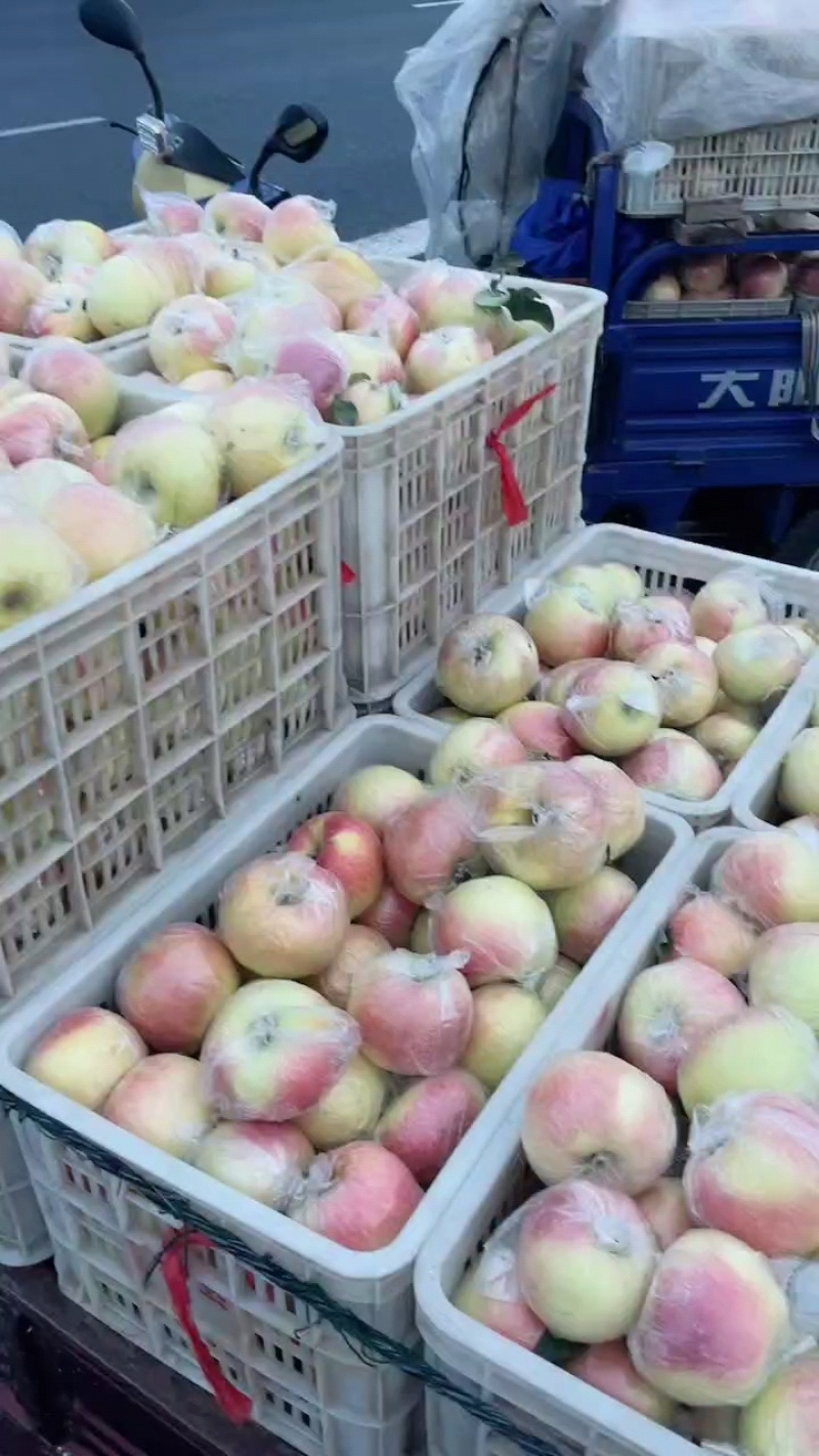明月苹果60mm以上光果基地一手货源