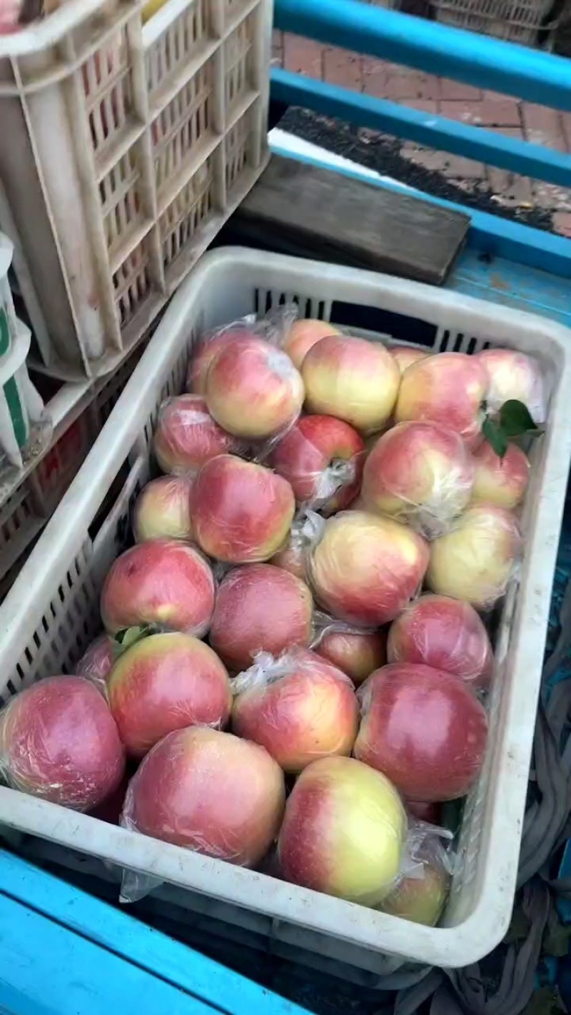 明月苹果60mm以上光果基地一手货源
