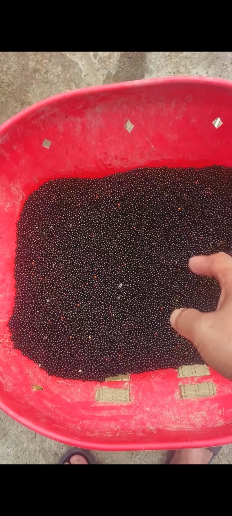 檫木种子