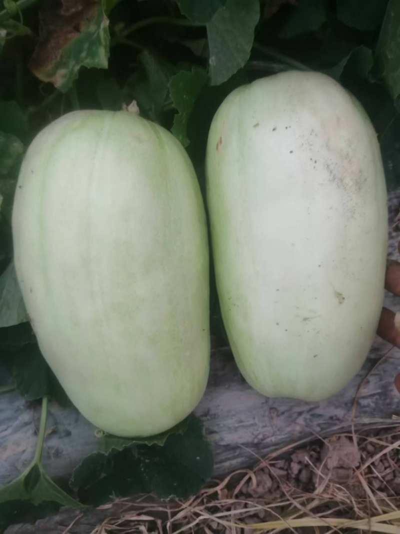 宁波慈溪自家种植白皮菜瓜