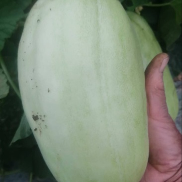 宁波慈溪自家种植白皮菜瓜