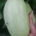 宁波慈溪自家种植白皮菜瓜