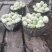 宁波慈溪自家种植菜瓜