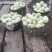 宁波慈溪自家种植菜瓜