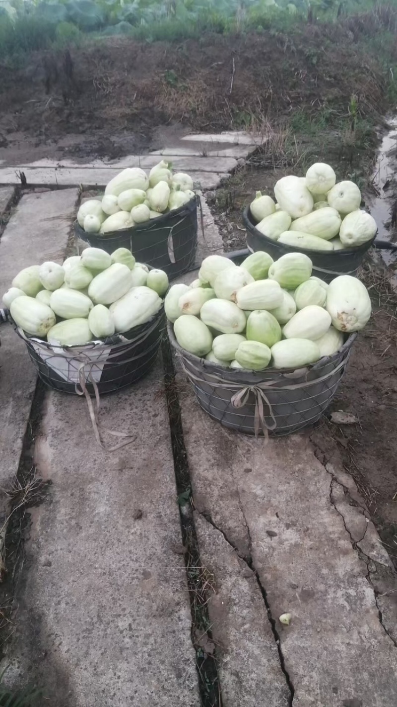 宁波慈溪自家种植菜瓜
