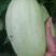 宁波慈溪自家种植菜瓜