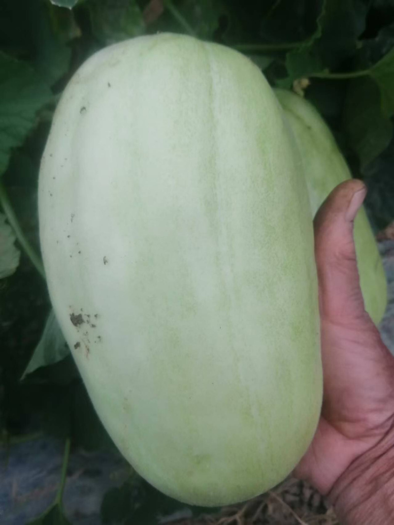 宁波慈溪自家种植菜瓜