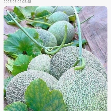 批发西州密25甜瓜，各种瓜都有