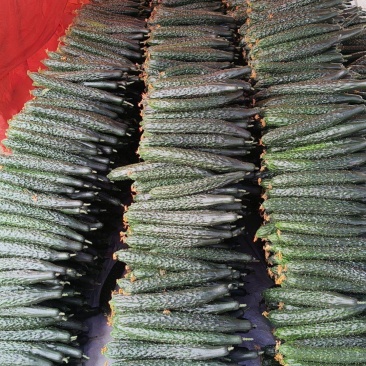 贵州关岭露天种植黄瓜