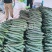 贵州关岭露天种植黄瓜