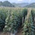贵州关岭露天种植黄瓜