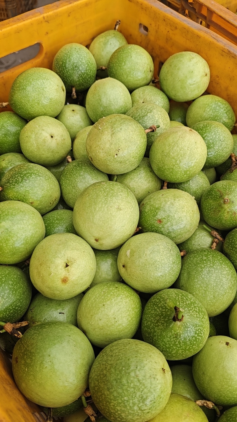 黄金百香果钦密9号