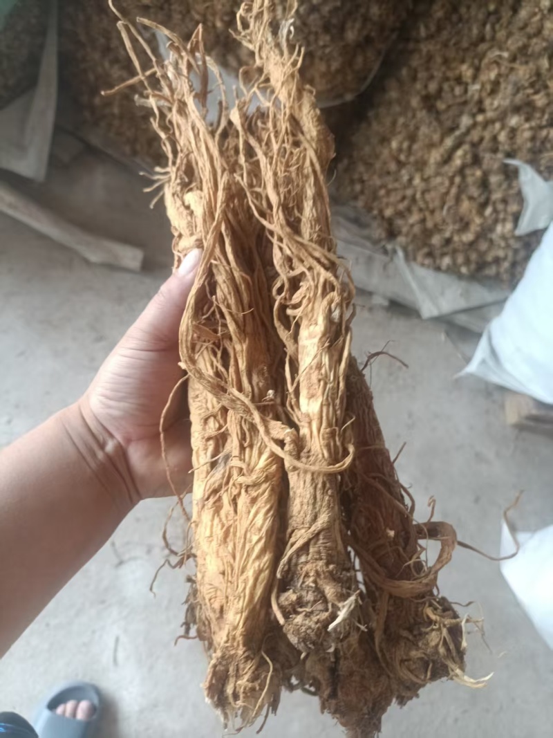 甘肃产地直销独活产地直发，物美价廉