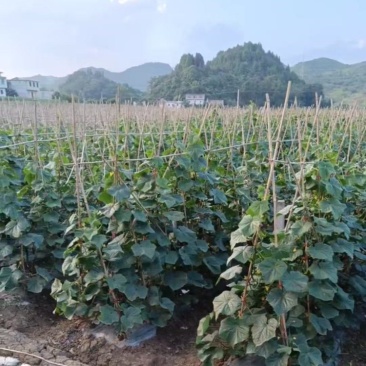 贵州天然露天种植新鲜蔬菜