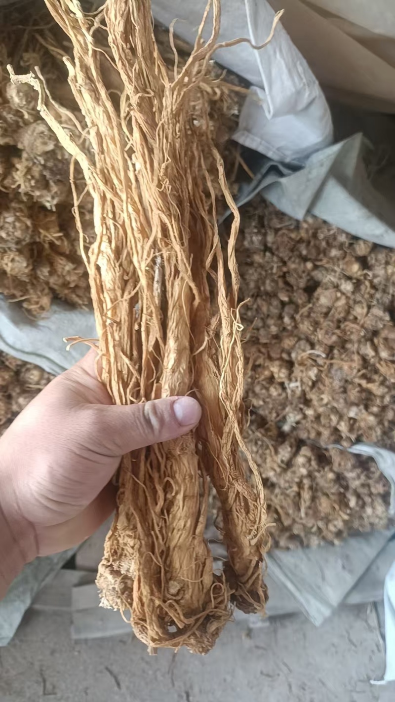 甘肃产地直销独活产地直发，物美价廉