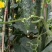 贵州天然露天种植新鲜蔬菜