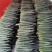 贵州天然露天种植新鲜蔬菜