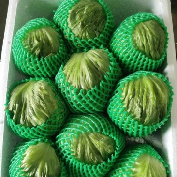 圆生菜
