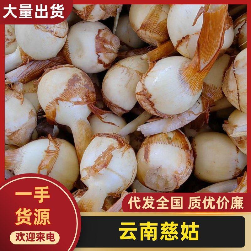 慈姑云南曲靖陆良宽叶慈姑，规格齐全，对接电商市场批发商
