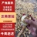 云南慈姑陆良茨菇大量上市产地现货供应，规格齐全可视频看货