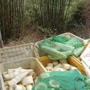 麻竹笋自家一手笋，在广东接近广西有一百多亩，今年笋保新鲜
