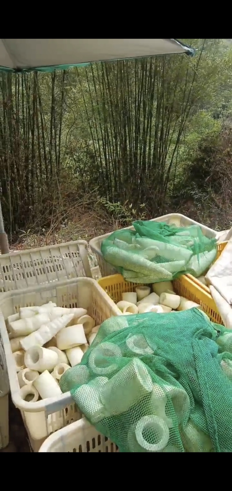 麻竹笋自家一手笋，在广东接近广西有一百多亩，今年笋保新鲜