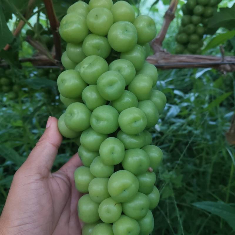 阳光玫瑰葡萄