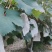 夏黑