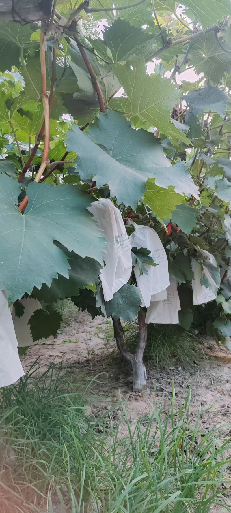 夏黑