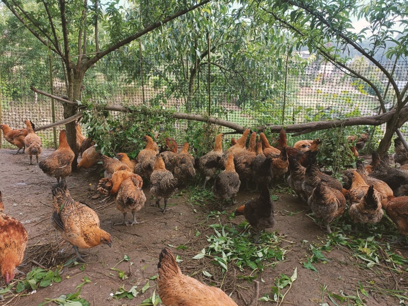 散养跑地乌鸡，纯粮喂养，无饲料添
