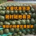 吉林地雷瓜大量上市，价格便宜，质量好，保你13个糖以上