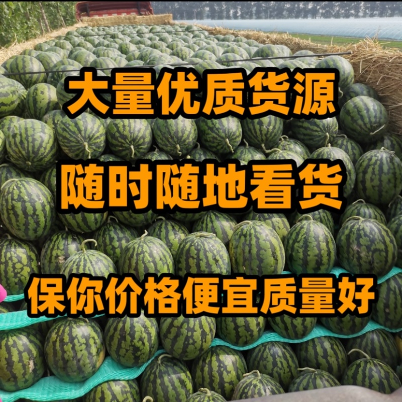 吉林地雷瓜大量上市，价格便宜，质量好，保你13个糖以上