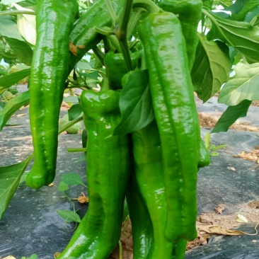 鲜辣椒，甘肃陇南西和县