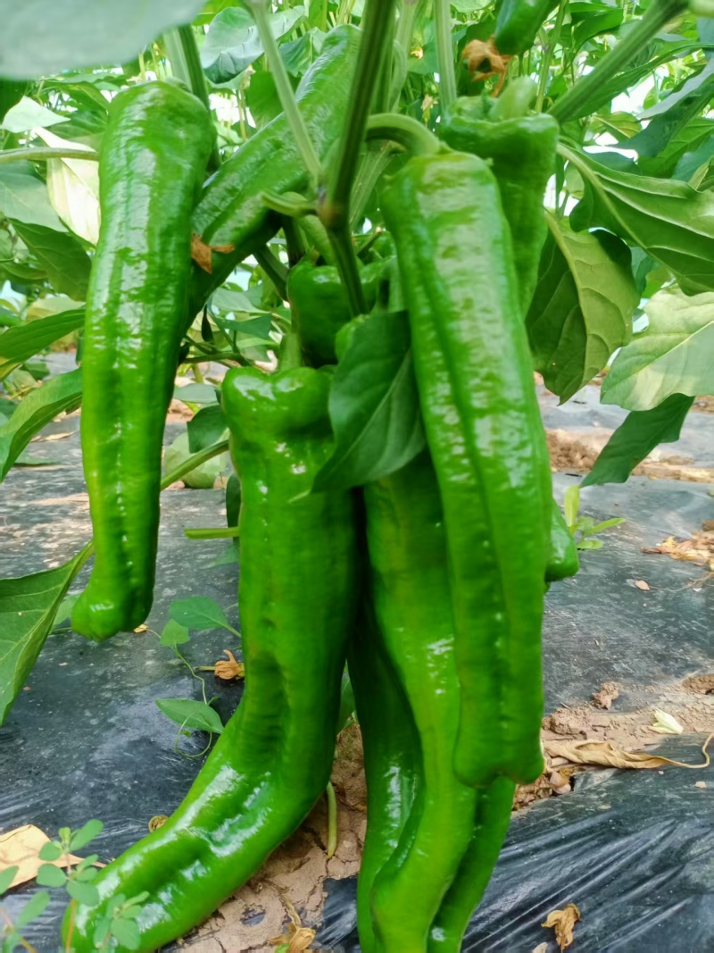 鲜辣椒，甘肃陇南西和县