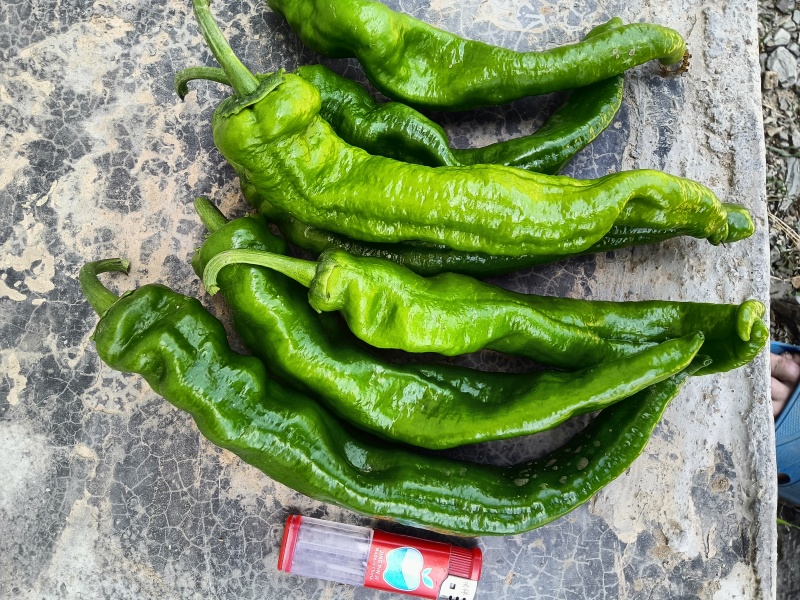 鲜辣椒，甘肃陇南西和县