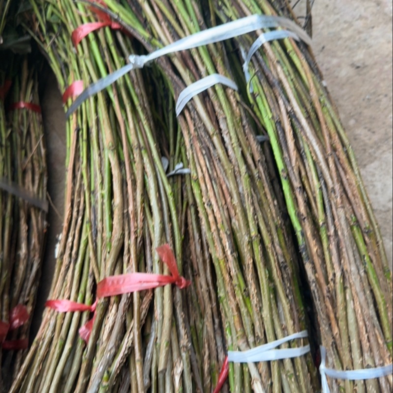 金蝉卵枝，杨树金蝉卵枝，白蜡金蝉卵枝