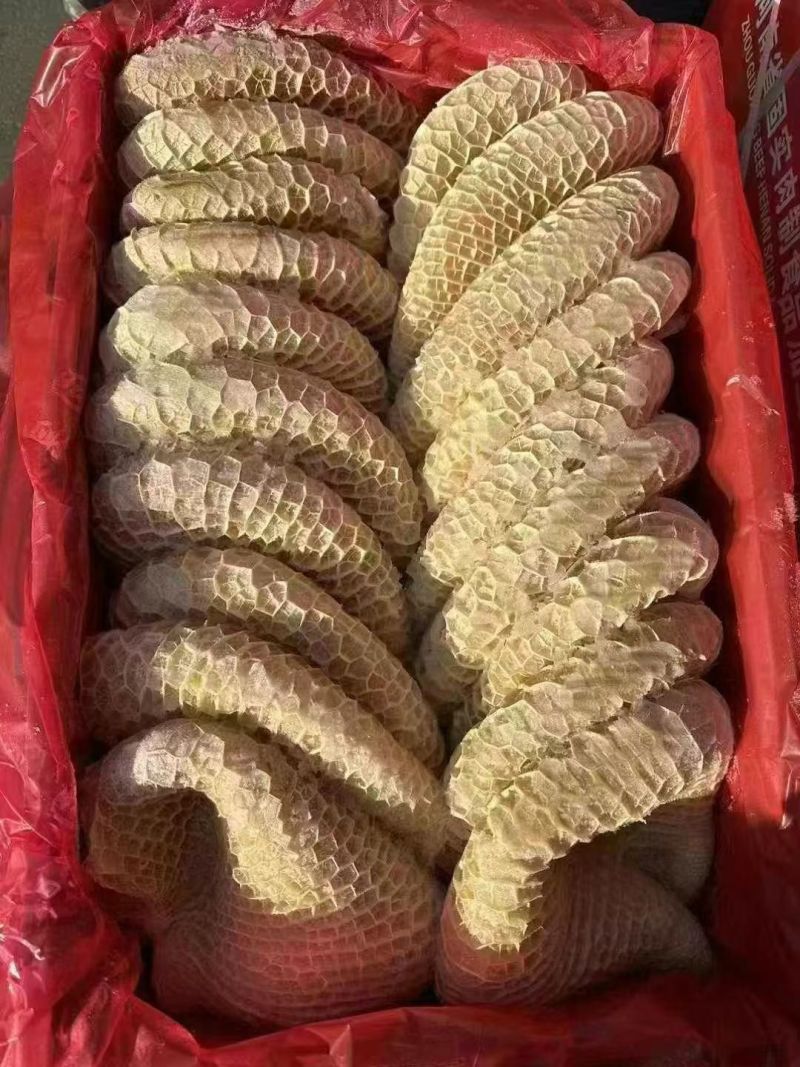 金肚