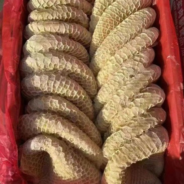 金肚